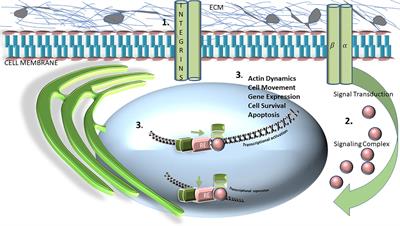 YAP/TAZ Related BioMechano Signal Transduction and Cancer Metastasis